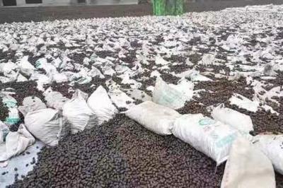 粘土艺术 创意与实用的完美结合